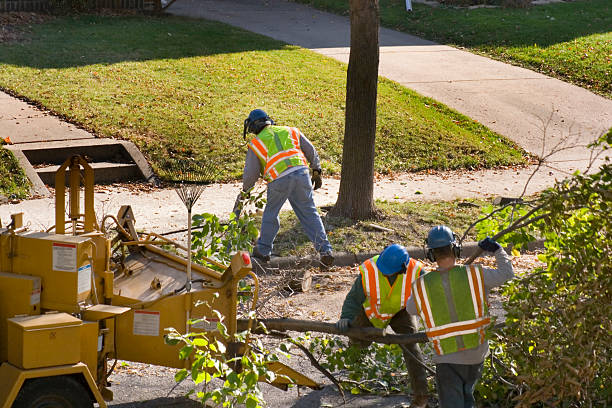 How Our Tree Care Process Works  in Berea, SC